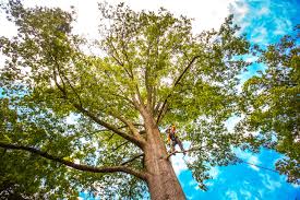 Lawn Renovation and Restoration in Fort Denaud, FL