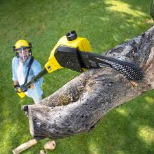 Trusted Fort Denaud, FL  Tree Services Experts